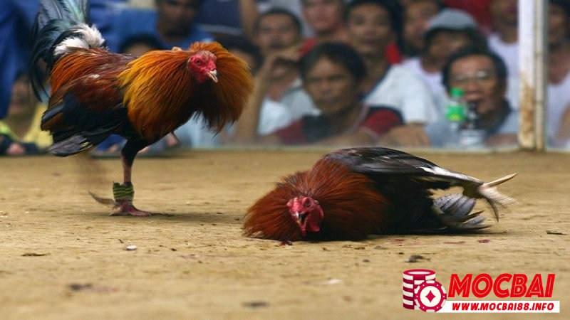 Thắng bại của trận đấu chủ yếu được quyết định bởi thể lực của gà tham gia