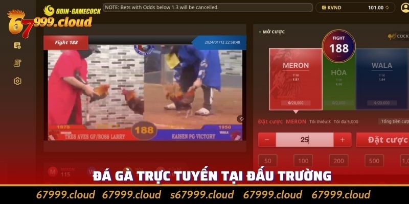 Xem và dự đoán trực tiếp các trận đấu tại trường gà